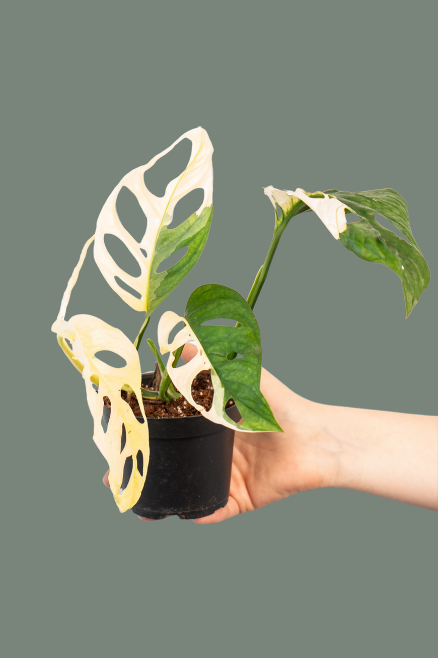 Monstera Adansonii Variegata