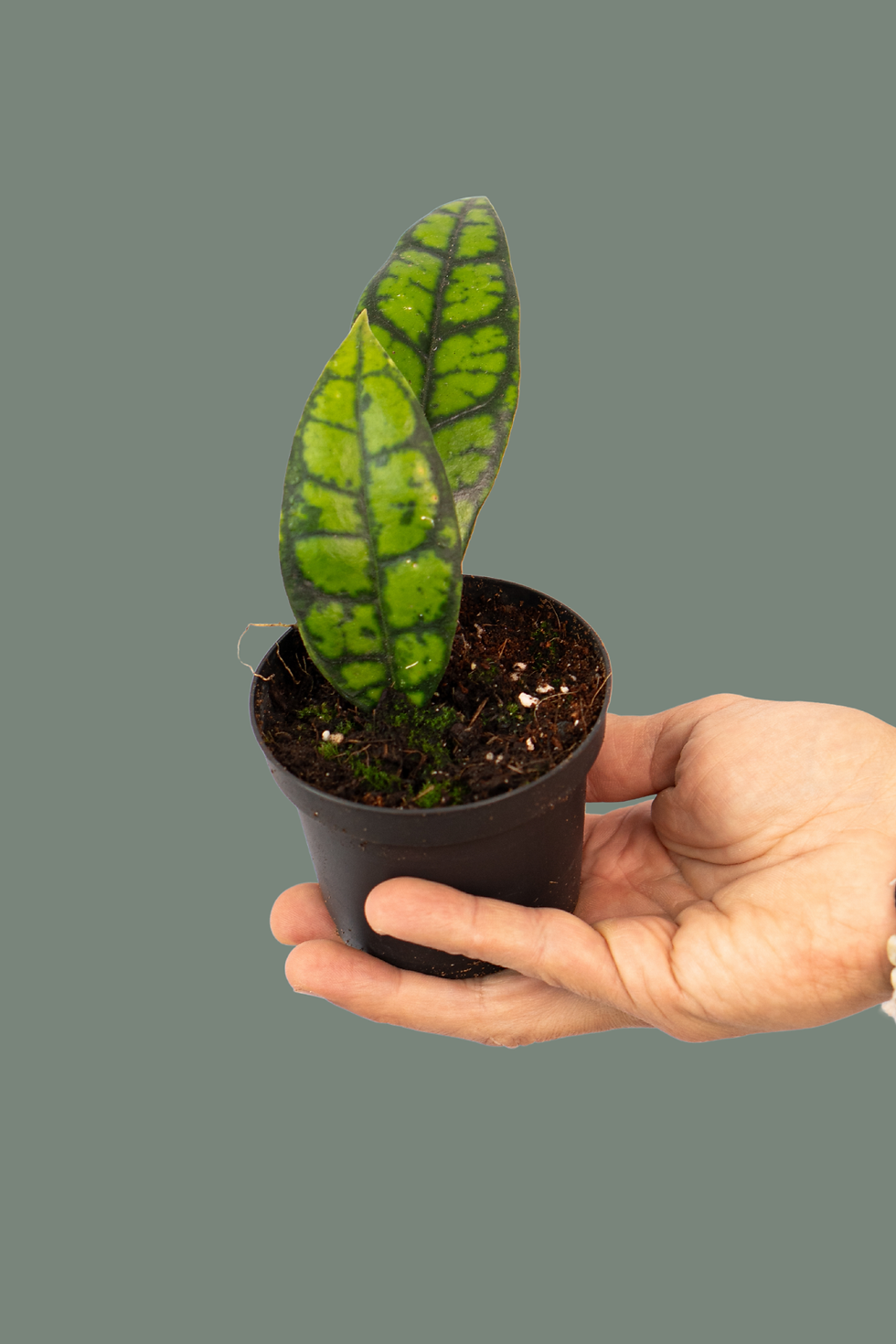 Hoya Callistophylla Black Cat