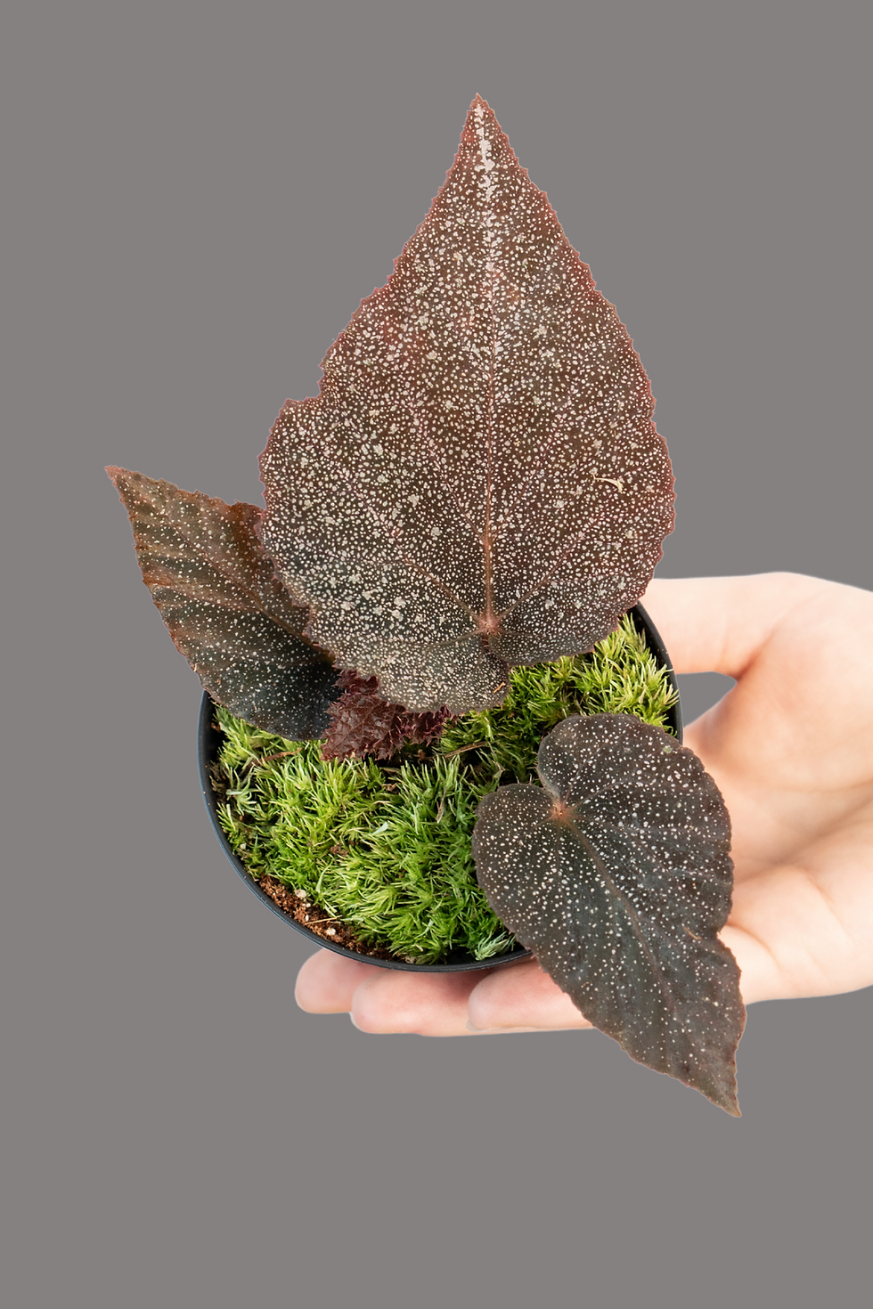 Begonia