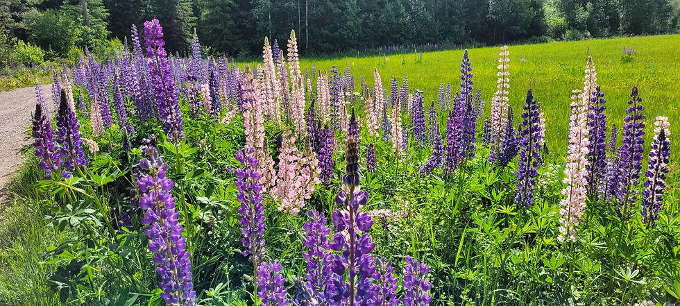 Lupins in bloom