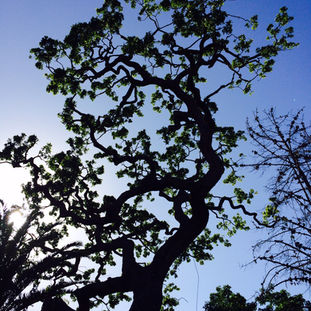 tree