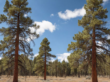 Consult with Central Oregon's Air Quality Expert