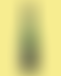 Heymann-Löwenstein, Schieferterrassen