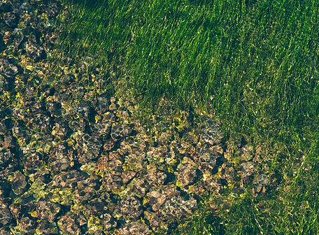 SEAWEED UNDER THE SEA, DOWN WHERE ITS BETTER