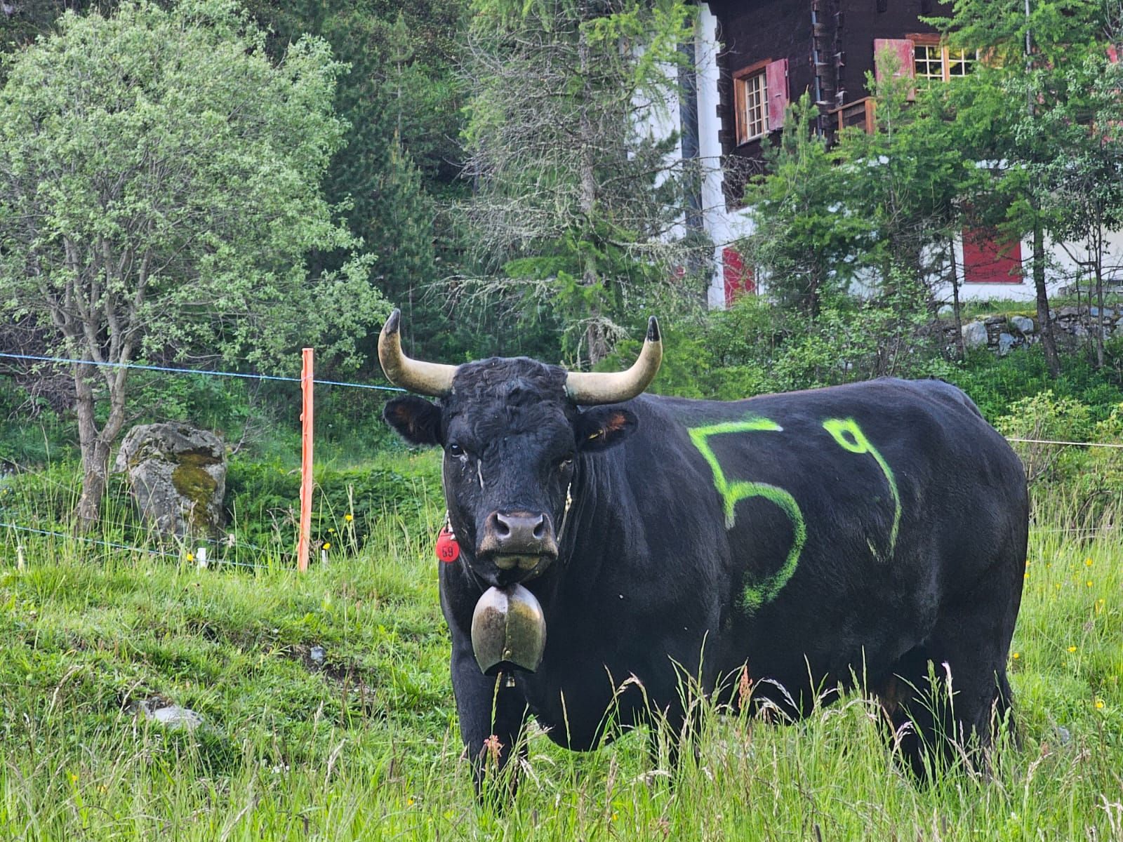 Sina