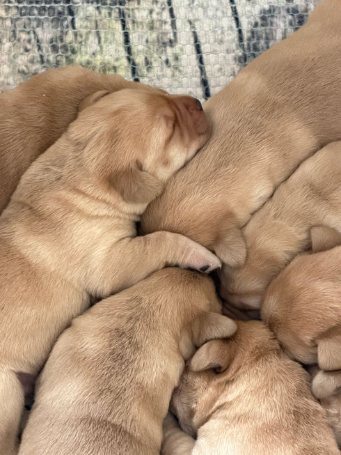 Champion-bred Labrador Retriever litter Ohio