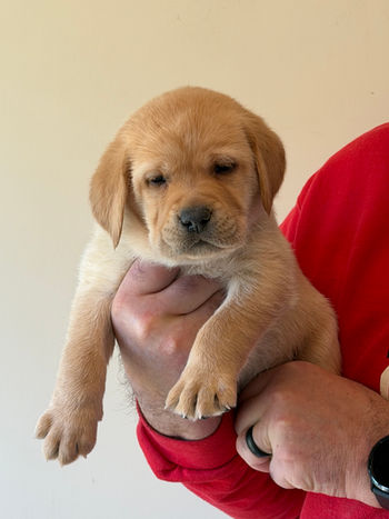Yellow Lab retriever puppies available March 2026 Ohio
