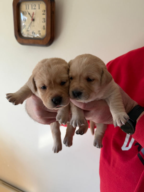 Newborn Labrador Retriever puppies Ohio breeder available now