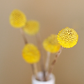 Yellow Flowers_edited.png