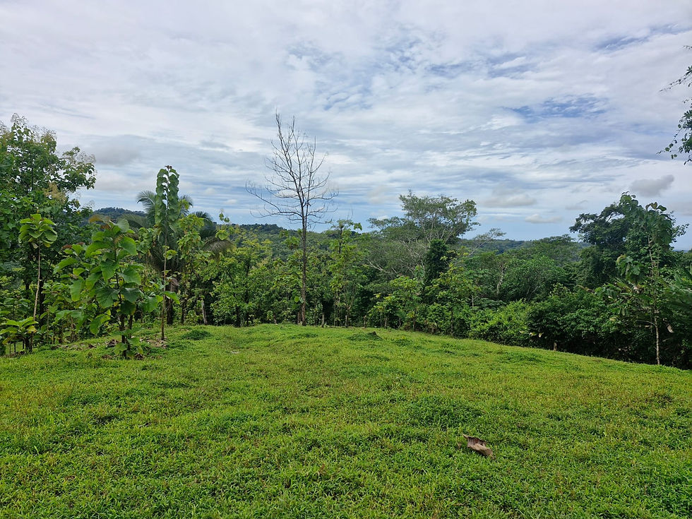 PUNTARENAS PARRITA FINCA
