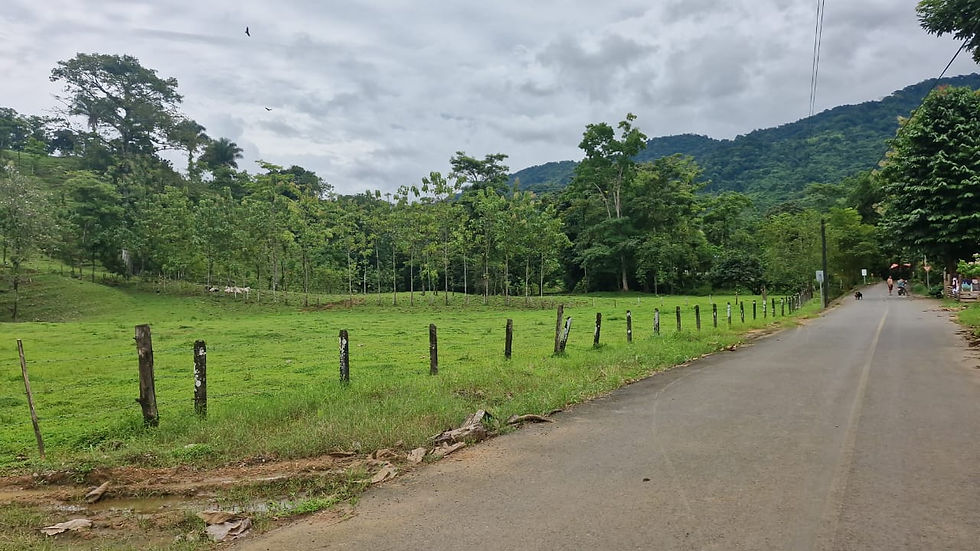 PARRITA RENTO FINCA