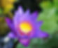 A Waterlilly in a Pond close to the Pool.
