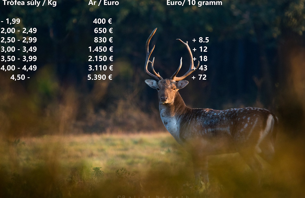 Dámbika Somogy magyar.jpg