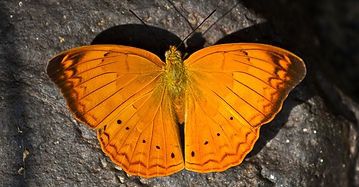 buterfly.jpg