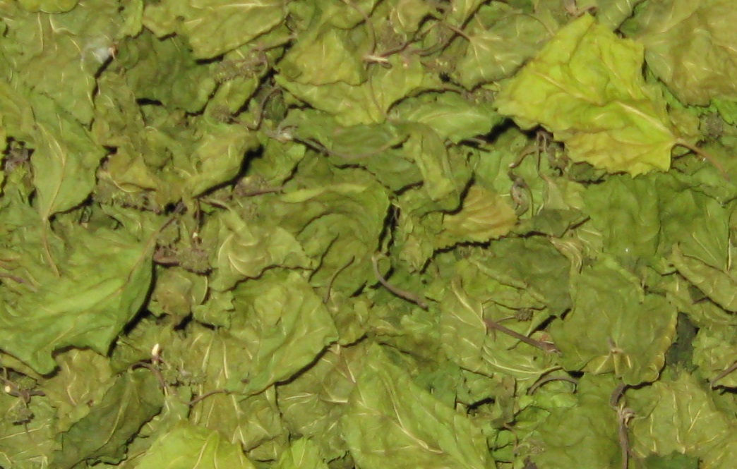 Тутовник лист