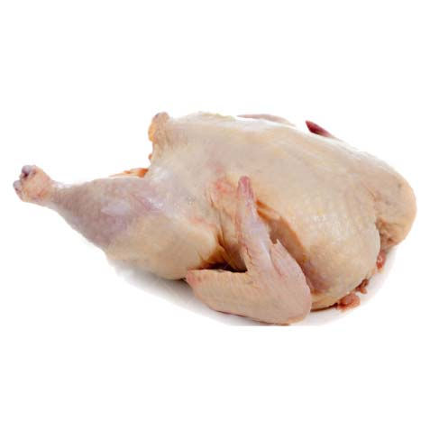 Galinha / Galo