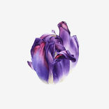 tulipa, 2020,
aquarelle sur papier,
56 x 56 cm.