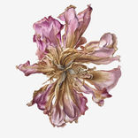 paeonia suffruticosa, 2020,
aquarelle sur papier,
70 x 50 cm.