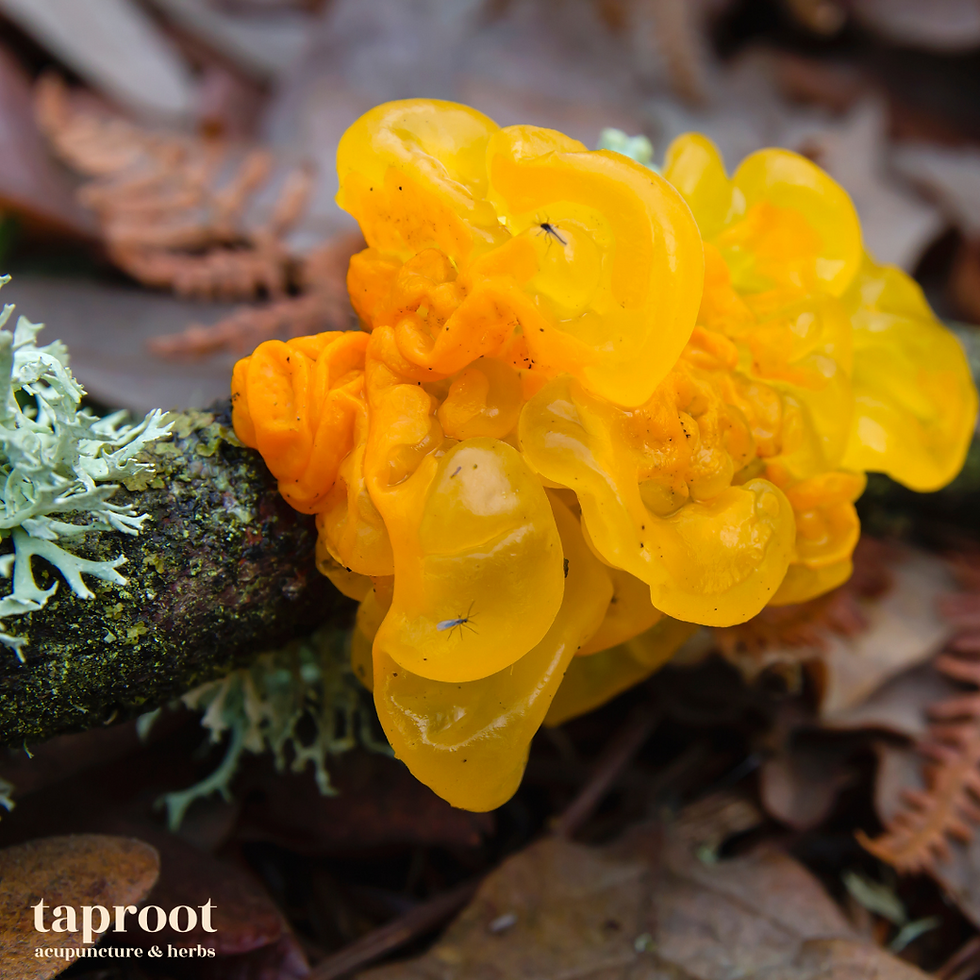 fresh tremella mushroom on a log