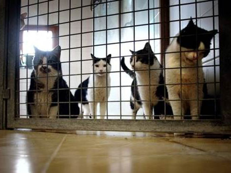 Bien-être animal : une amélioration bienvenue avec la loi contre la maltraitance