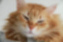 ollie bear 1.jpg
