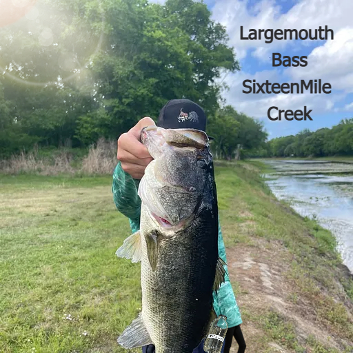 16milecreek LMB