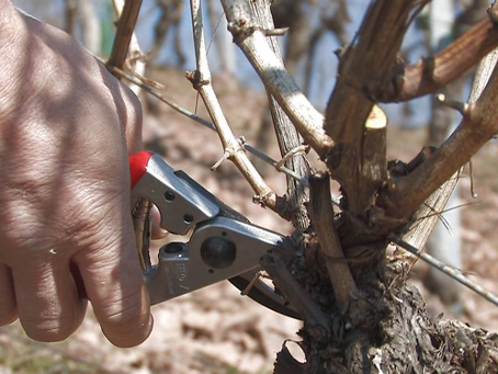 la taille de la vigne