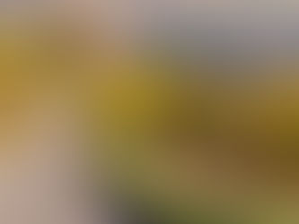 Les Charmes de l’Automne en Alsace 🍂