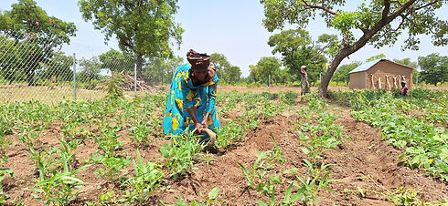ISRUDEV member weeding on her plot at demo site.jpg