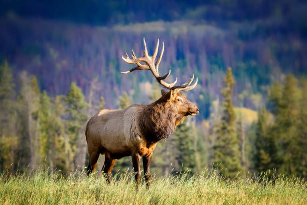 Essential Tips for Successful Elk Hunting in the Northwest