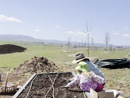 Planting tubers! We’re planting our first batch!