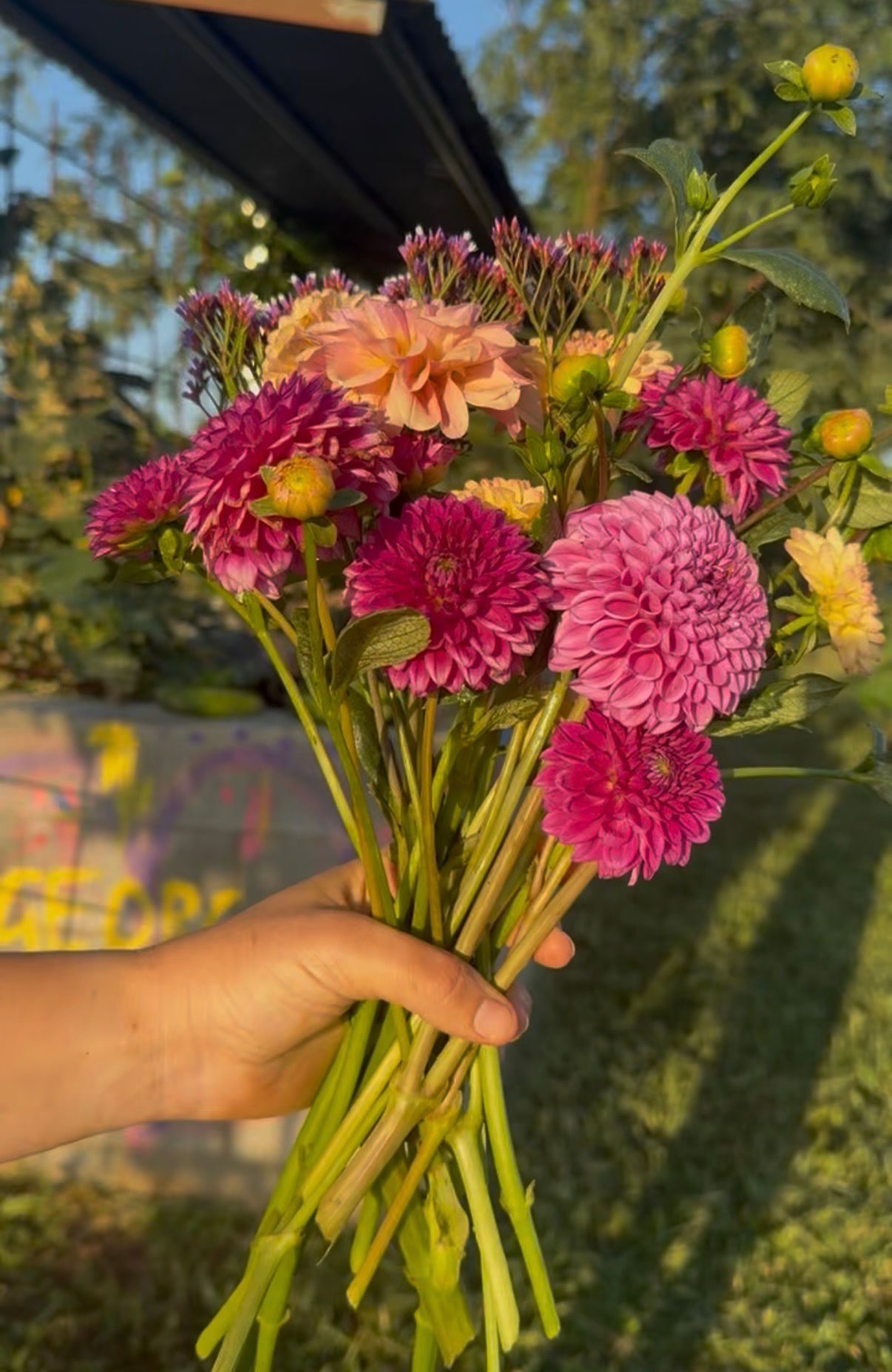Dahlia Tubers