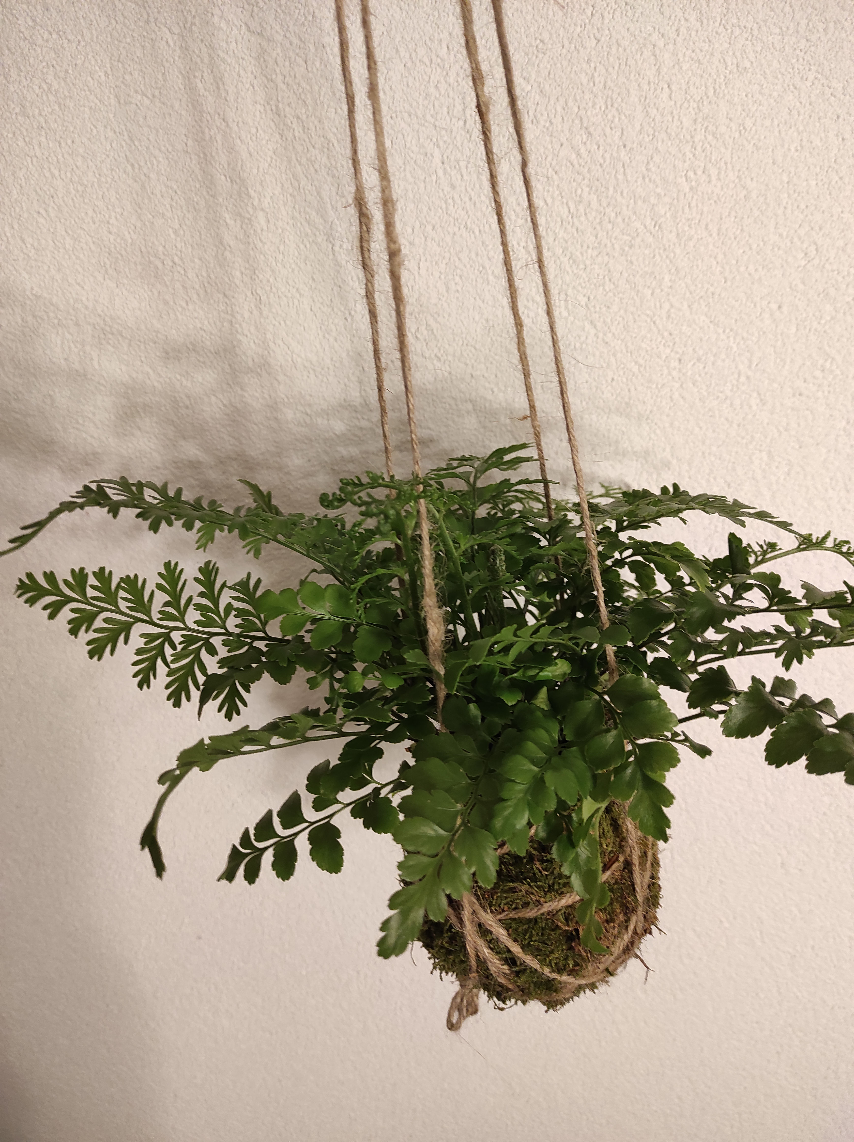 Kokedama Lederfarn