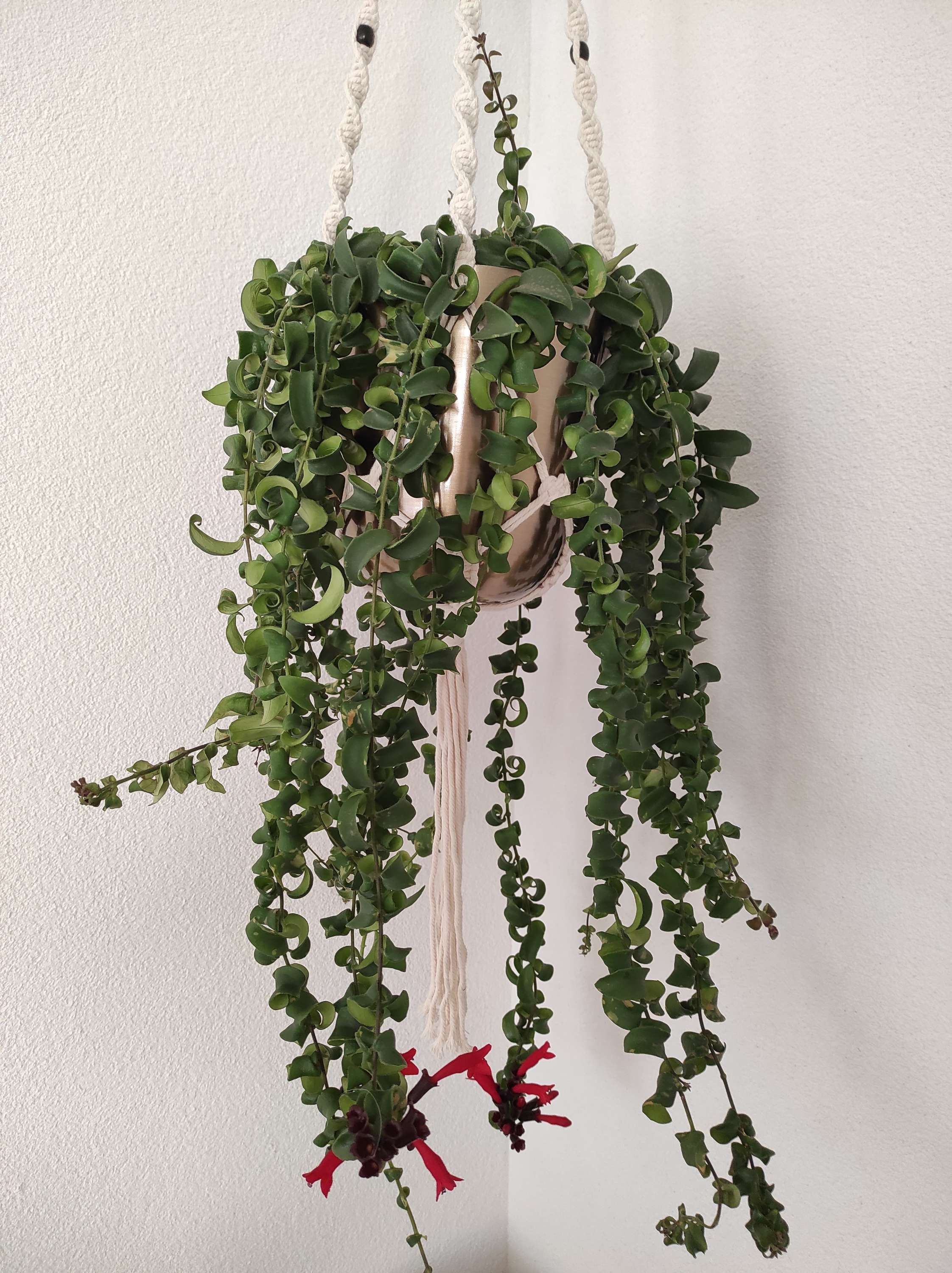 Makramee Aeschynanthus