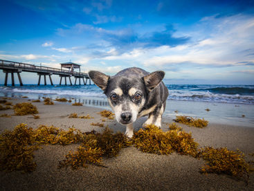 A luxury dog portrait displayed as fine art wall print in a client home by Fort Lauderdale pet photographer Mr. Paw Portraits