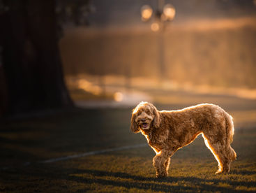 Do dogs like getting their picture taken?