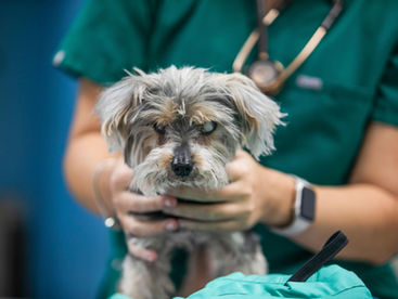 Dog being examined by a veterinarian in a veterinary clinic, representing Family Pet Medical Center, a trusted Fort Lauderdale pet hospital.