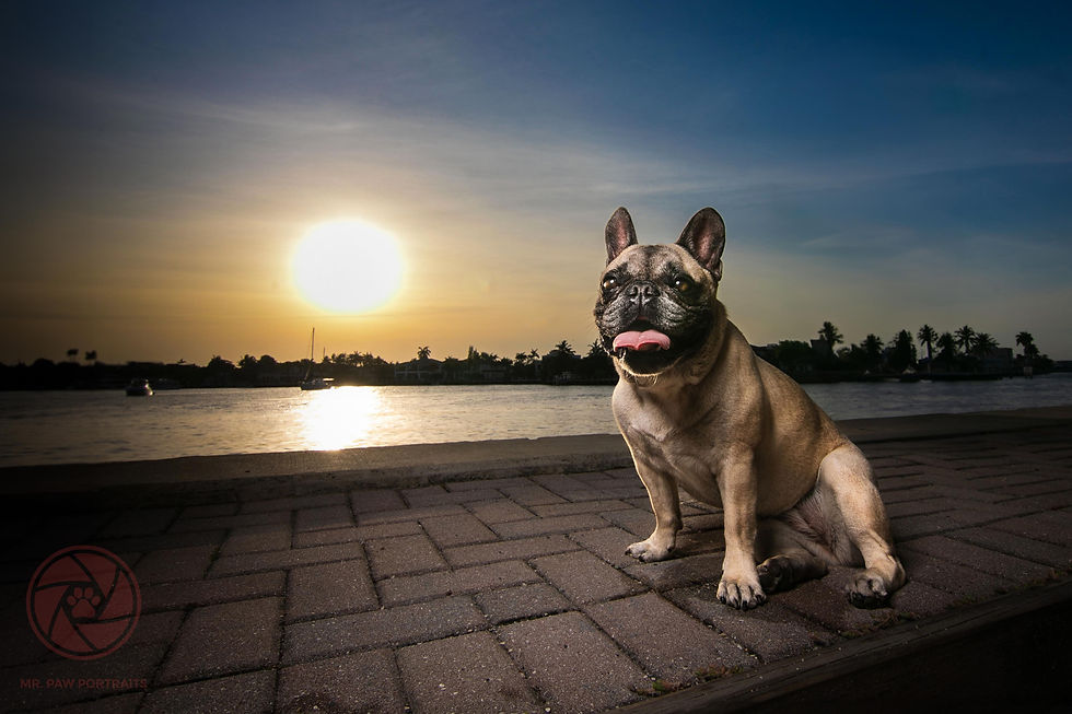 French Bulldog at Birch State Park during golden hour by the Intracoastal Waterway in Fort Lauderdale