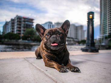 Professional pet photography in Fort Lauderdale featuring a cinematic "Big Sky" dog portrait captured with a Canon R6 Mark II by Mr. Paw Portraits.