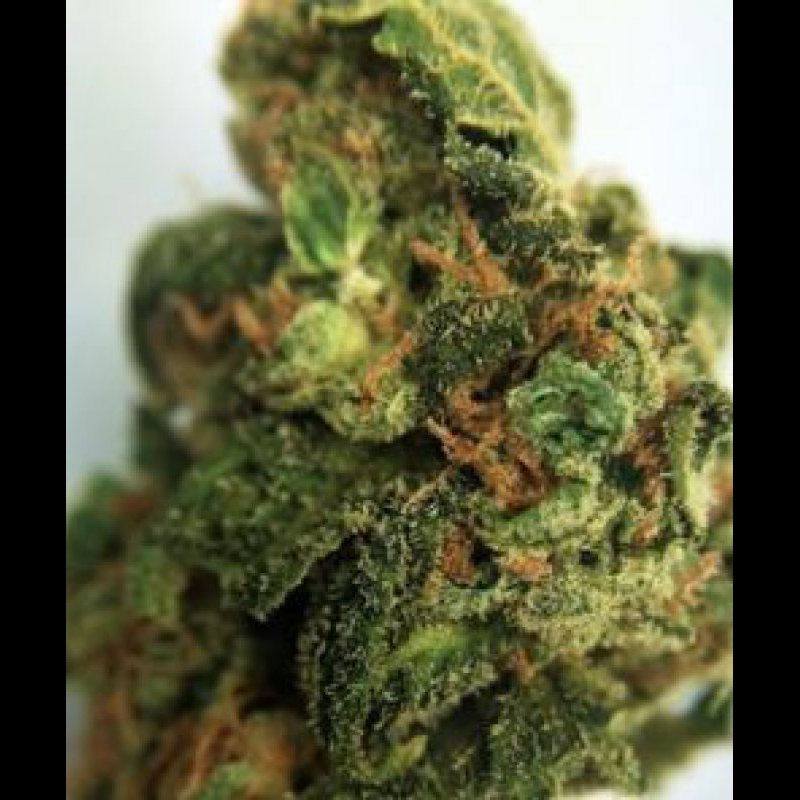 Thumbnail: Tahoe OG Kush