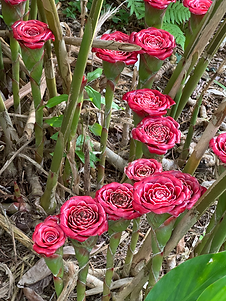 Etlingera venusta Malay Rose Troch ginger Hawaii grown tropical Kauai Flowers