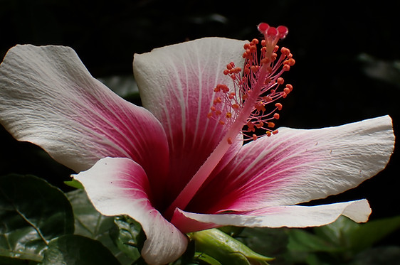 White and pink tropical hibiscus growing on Kauai, Hawaii flower farm