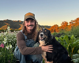 tri-colored border collie on Hawaii flower farm