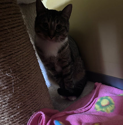 Baby is a little sassy pants with a soft heart hiding underneath. She came from a stray background and has taken her time learning that people can be safe — and she’s been making progress, but will be able to make more once in a quiet stable environments
She is shy and will need a patient, understanding home that allows her to settle in at her own pace. But once she feels comfortable, her sweet side truly comes out, and she begins to show just how special she is.
Baby is looking for someone willing to give her the time, space, and kindness she needs to fully blossom. In return, she’ll become a loyal and loving companion who choses to trust you — and that kind of bond is something really special.