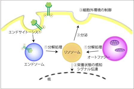 lysosome-figureJ_03.gif
