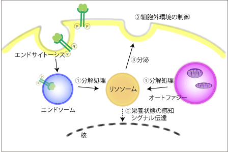 lysosome-figureＪ_03.gif