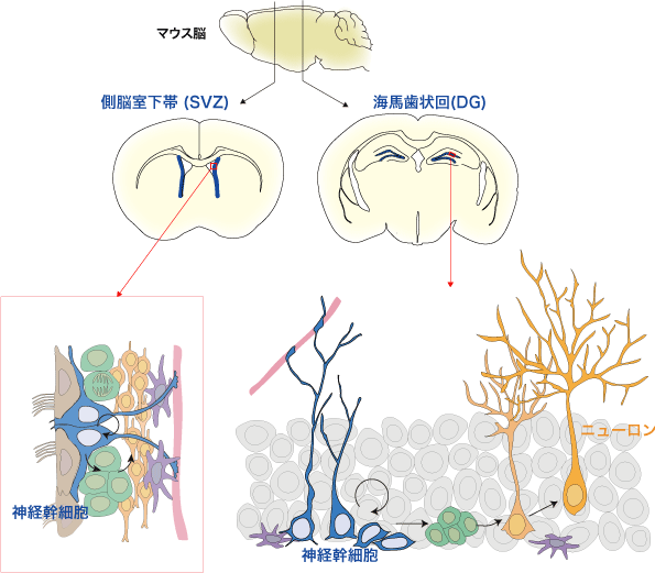 Fig.1-japanese_02.gif