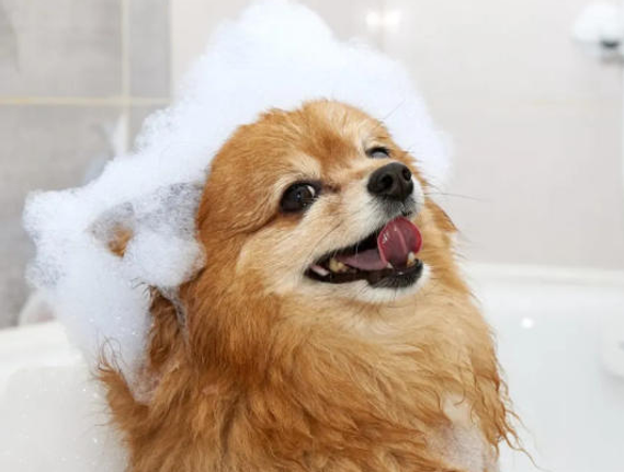 shampoo