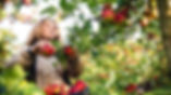 Cueillette des pommes