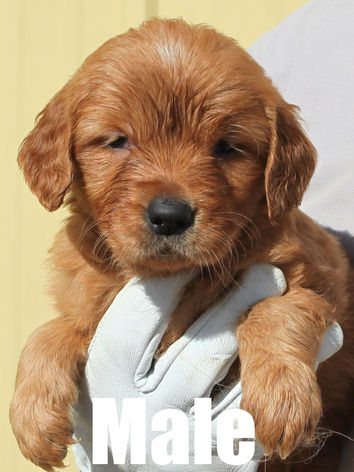 Adorable golden retriever puppy for sale in Colorado from Colorado’s Finest Kennels & Ranch. Our AKC-registered golden retriever puppies are bred for health, temperament, and companionship. Located in Colorado, we offer well-socialized, family-raised golden retrievers with a loving start to life. Contact us today to reserve your perfect Colorado golden retriever puppy!